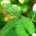 含羞草种子四季易种易活花草种子害羞草种子观赏
