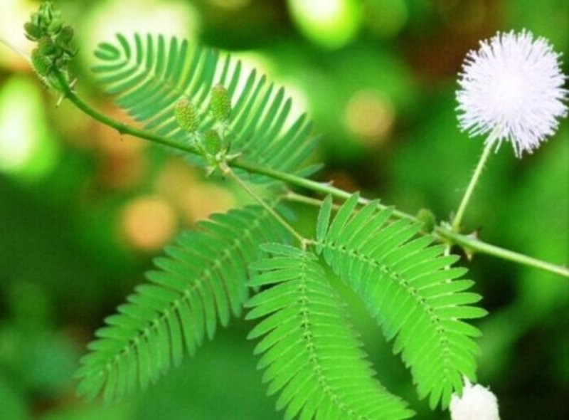 含羞草种子四季易种易活花草种子害羞草种子观赏
