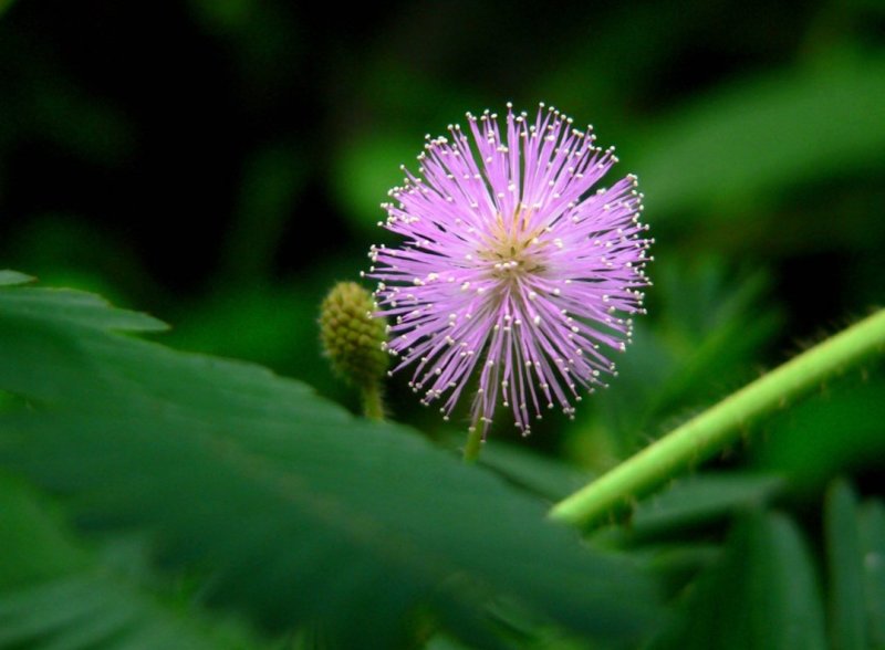 含羞草种子四季易种易活花草种子害羞草种子观赏