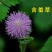 含羞草种子四季易种易活花草种子害羞草种子观赏