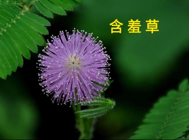 含羞草种子四季易种易活花草种子害羞草种子观赏