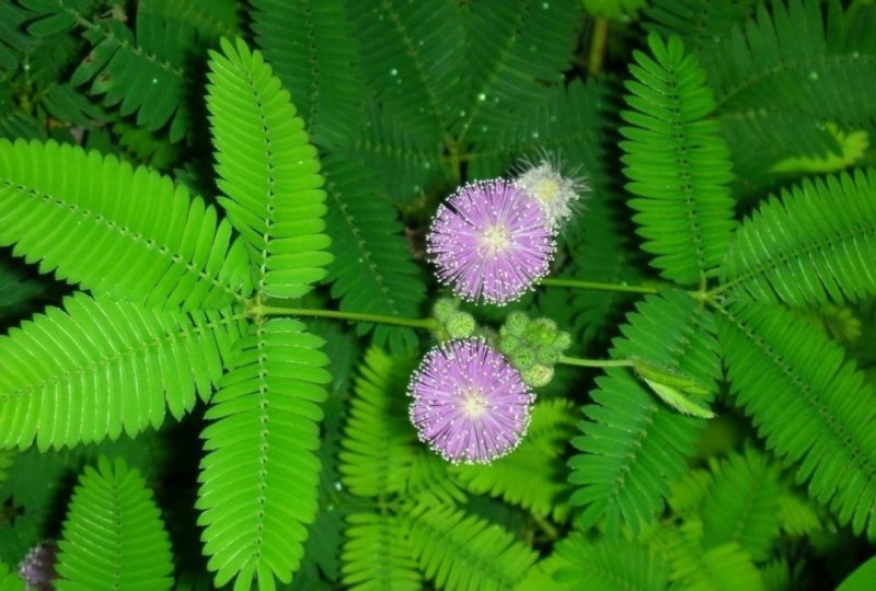 含羞草种子四季易种易活花草种子害羞草种子观赏