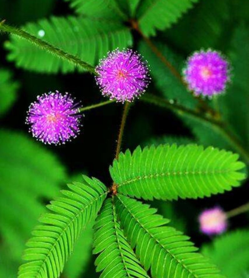 含羞草种子四季易种易活花草种子害羞草种子观赏