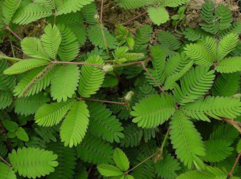 含羞草种子四季易种易活花草种子害羞草种子观赏