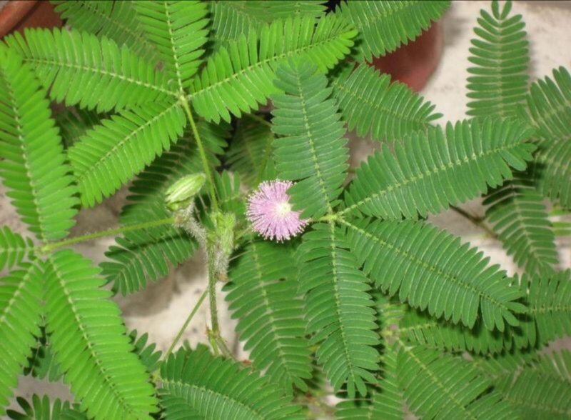 含羞草种子四季易种易活花草种子害羞草种子观赏