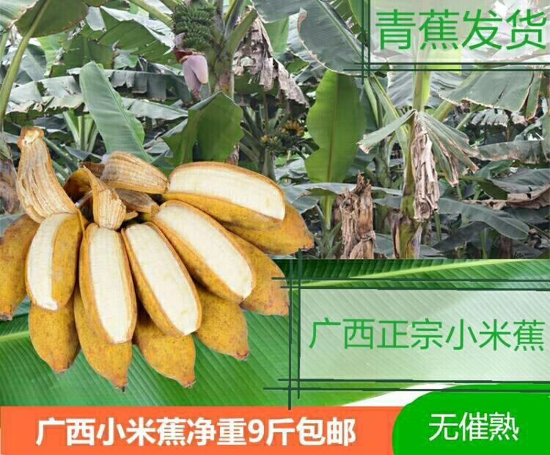 广西小米蕉净重9斤包邮新鲜香蕉酸甜水果非粉蕉