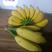 广西小米蕉净重9斤包邮新鲜香蕉酸甜水果非粉蕉