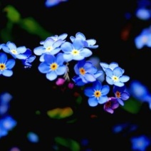 勿忘我籽种四季易种易活花草开花不断花海观赏