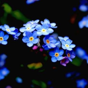 勿忘我籽种四季易种易活花草开花不断花海观赏