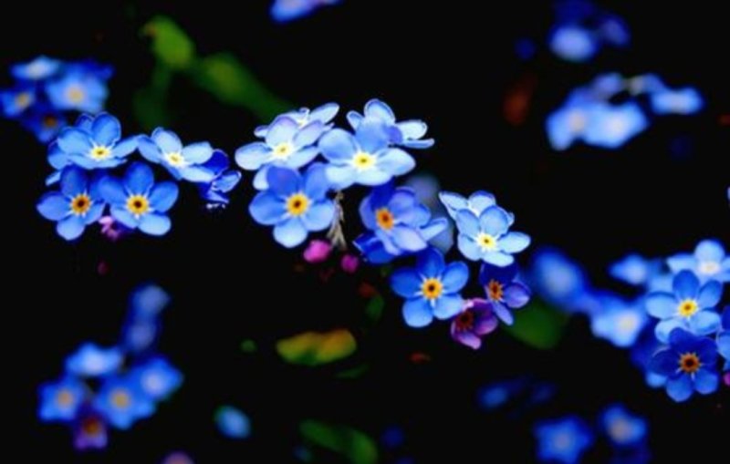勿忘我籽种四季易种易活花草开花不断花海观赏