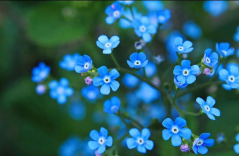 勿忘我籽种四季易种易活花草开花不断花海观赏