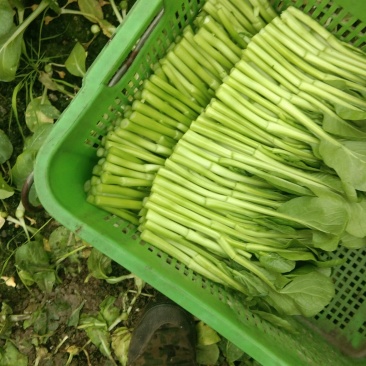 大量出售精品广东菜心