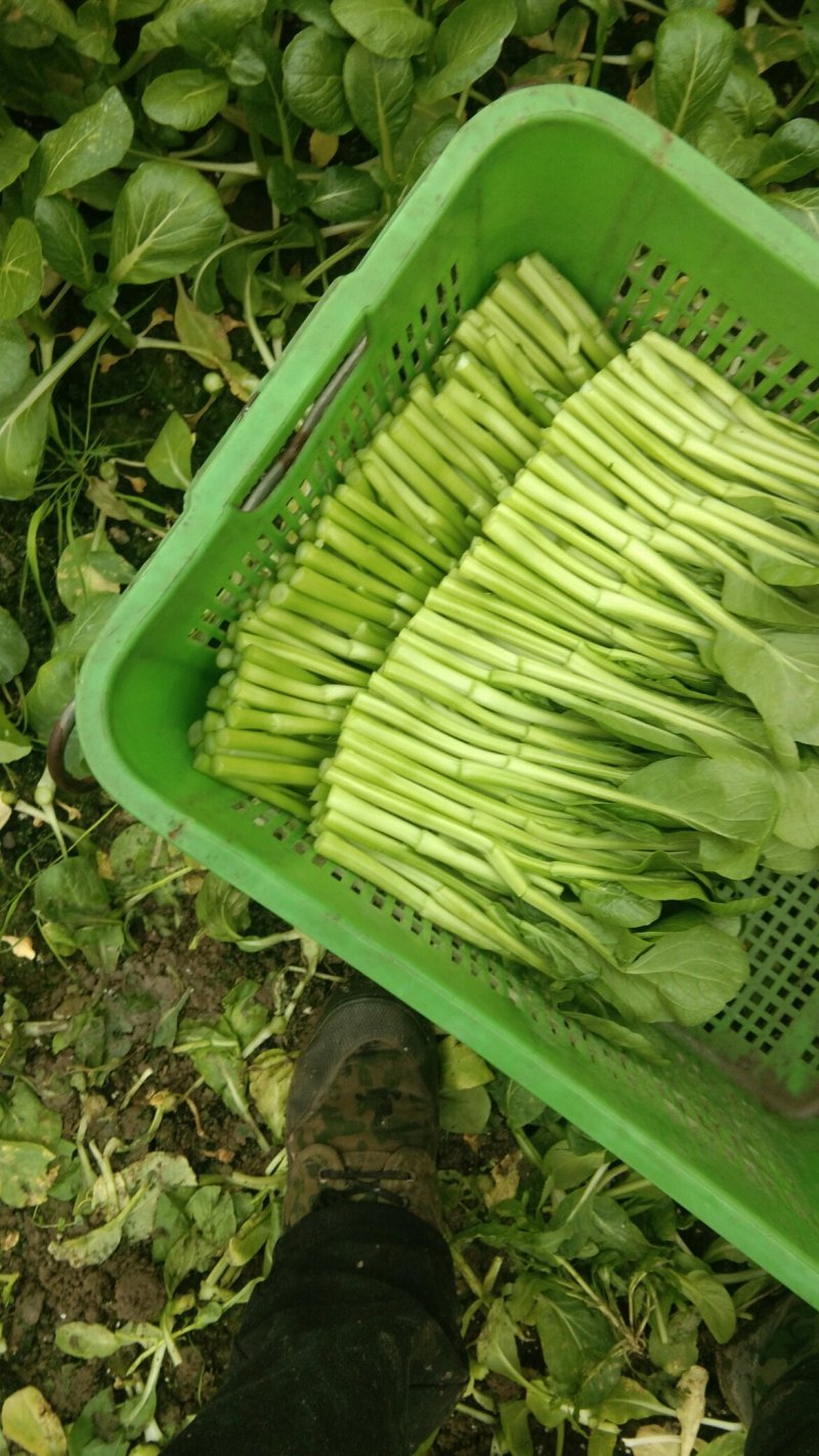 大量出售精品广东菜心