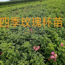 大量供应四季玫瑰杯苗60---80公分