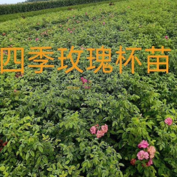 大量供应四季玫瑰杯苗60---80公分