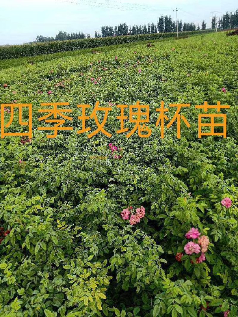大量供应四季玫瑰杯苗60---80公分