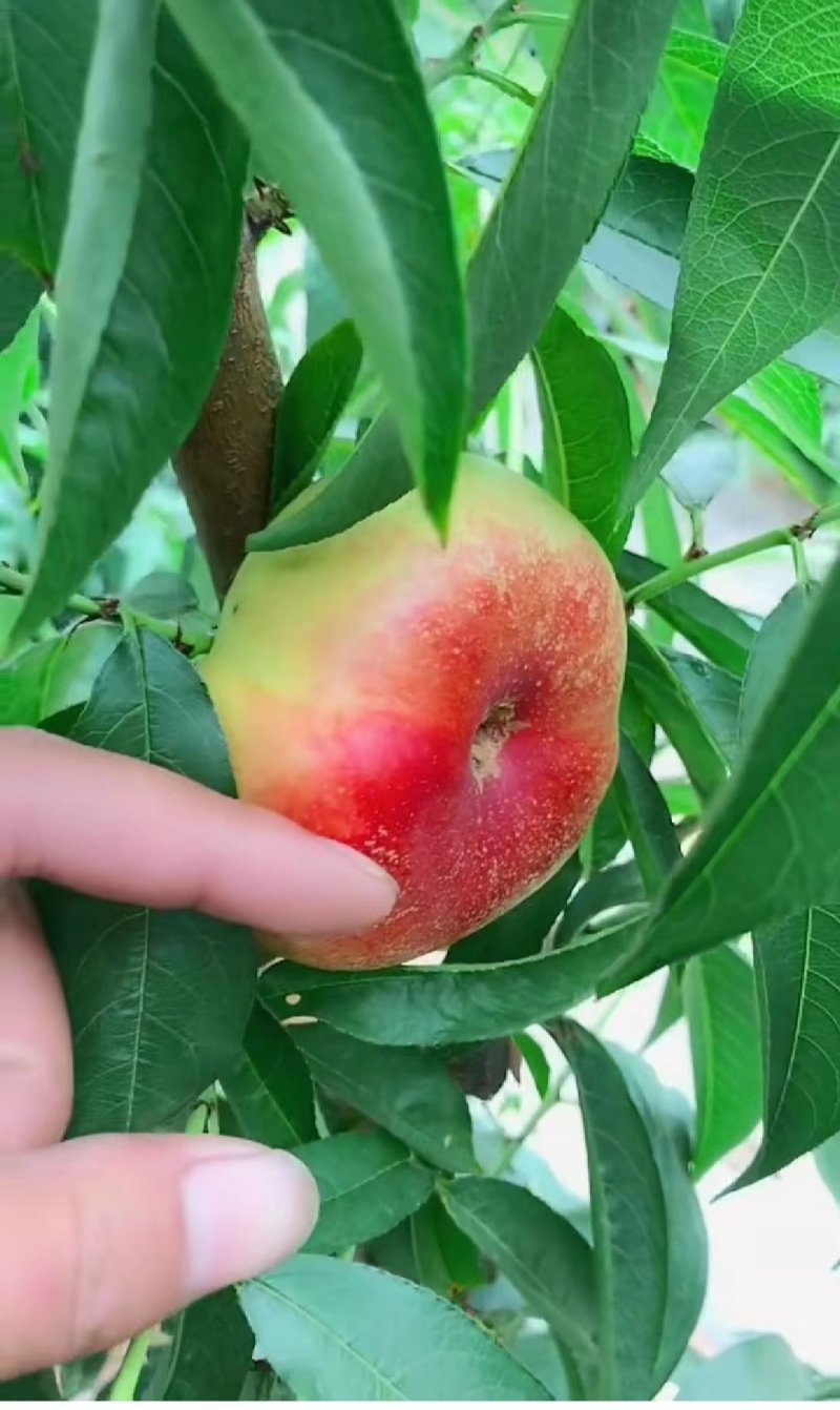 桃树苗油潘系列黄桃系列早中晚熟