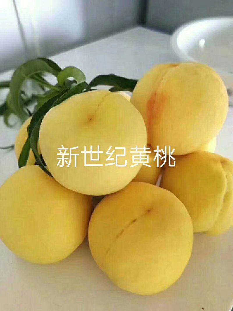 桃树苗油潘系列黄桃系列早中晚熟