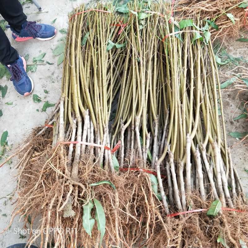 桃树苗油潘系列黄桃系列早中晚熟
