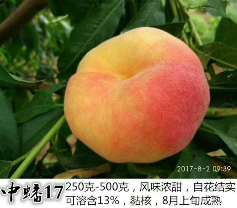 桃树苗油潘系列黄桃系列早中晚熟