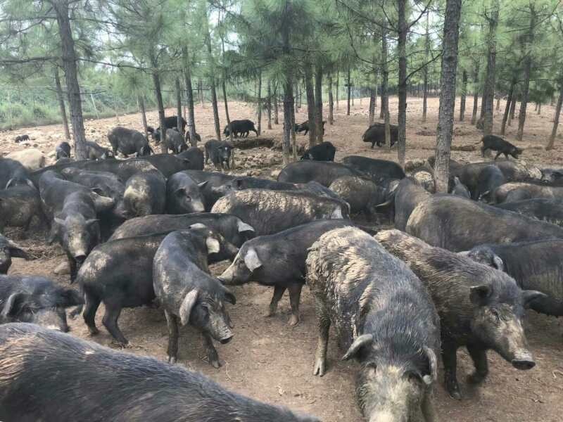 关中黑猪