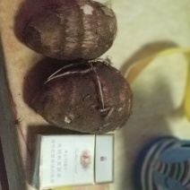 毛芋头大量上市