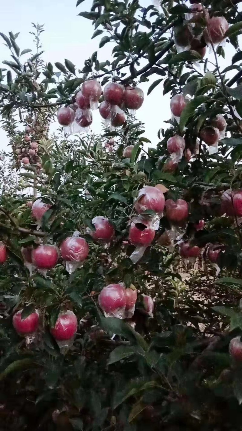 果红，花红，斗南，富士
