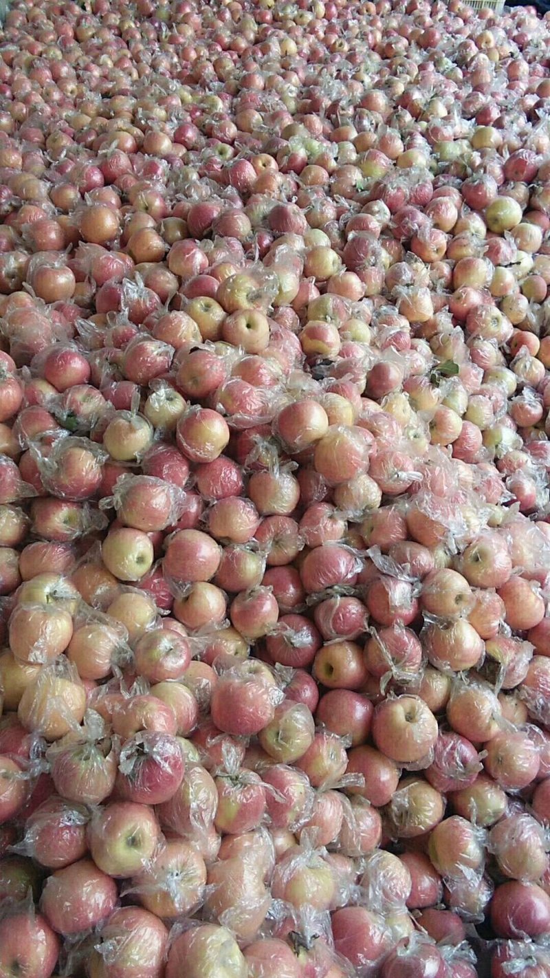 果红，花红，斗南，富士