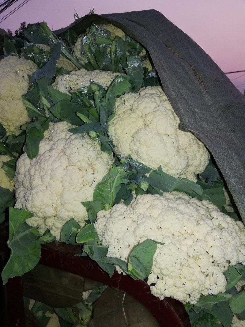 松花，实花，大量上市，价格低廉。