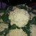 松花，实花，大量上市，价格低廉。