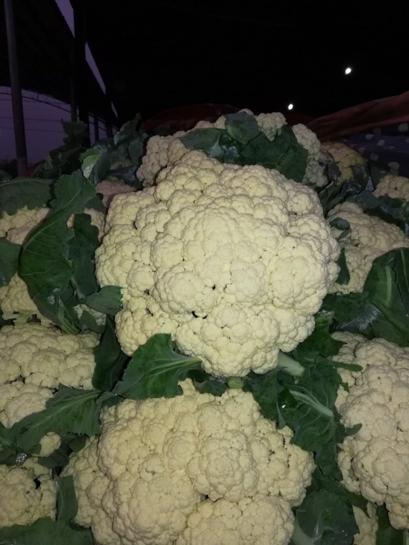 松花，实花，大量上市，价格低廉。