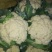 松花，实花，大量上市，价格低廉。