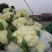松花，实花，大量上市，价格低廉。