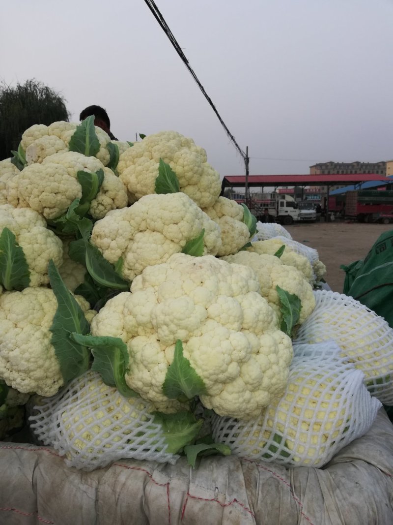 松花，实花，大量上市，价格低廉。