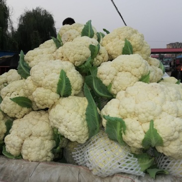 松花，实花，大量上市，价格低廉。