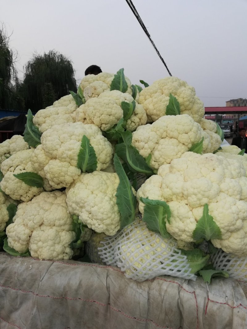 松花，实花，大量上市，价格低廉。