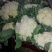 松花，实花，大量上市，价格低廉。