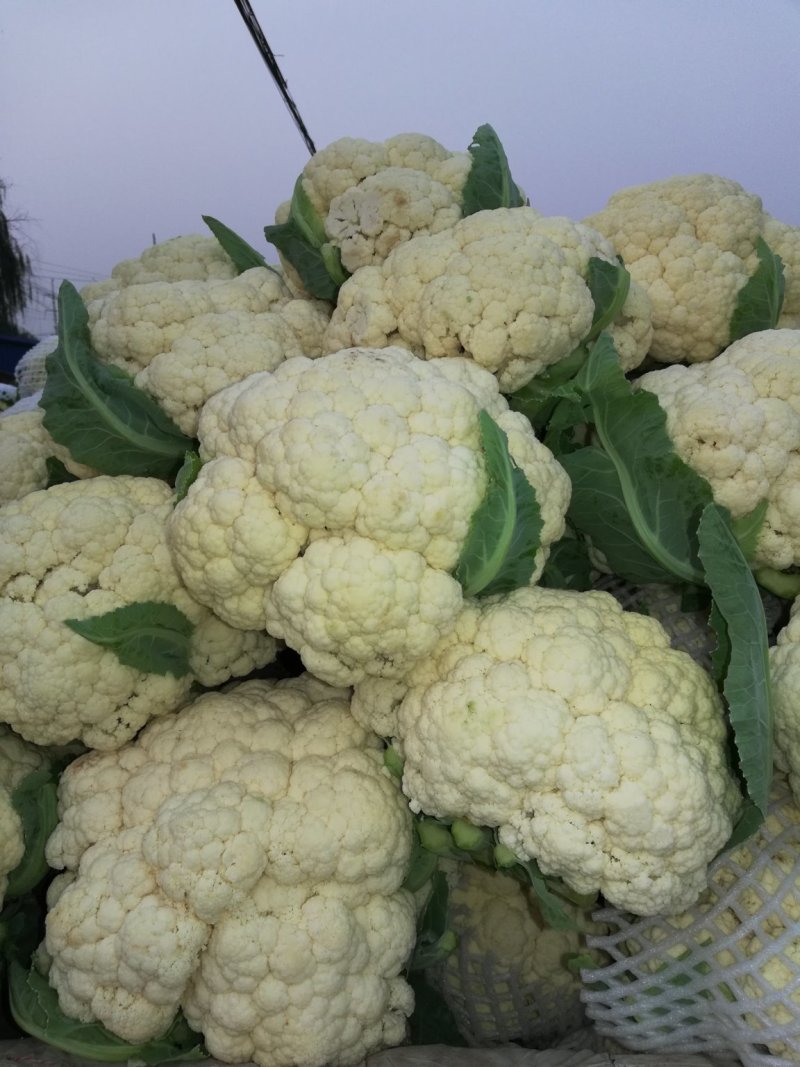 松花，实花，大量上市，价格低廉。