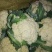 松花，实花，大量上市，价格低廉。