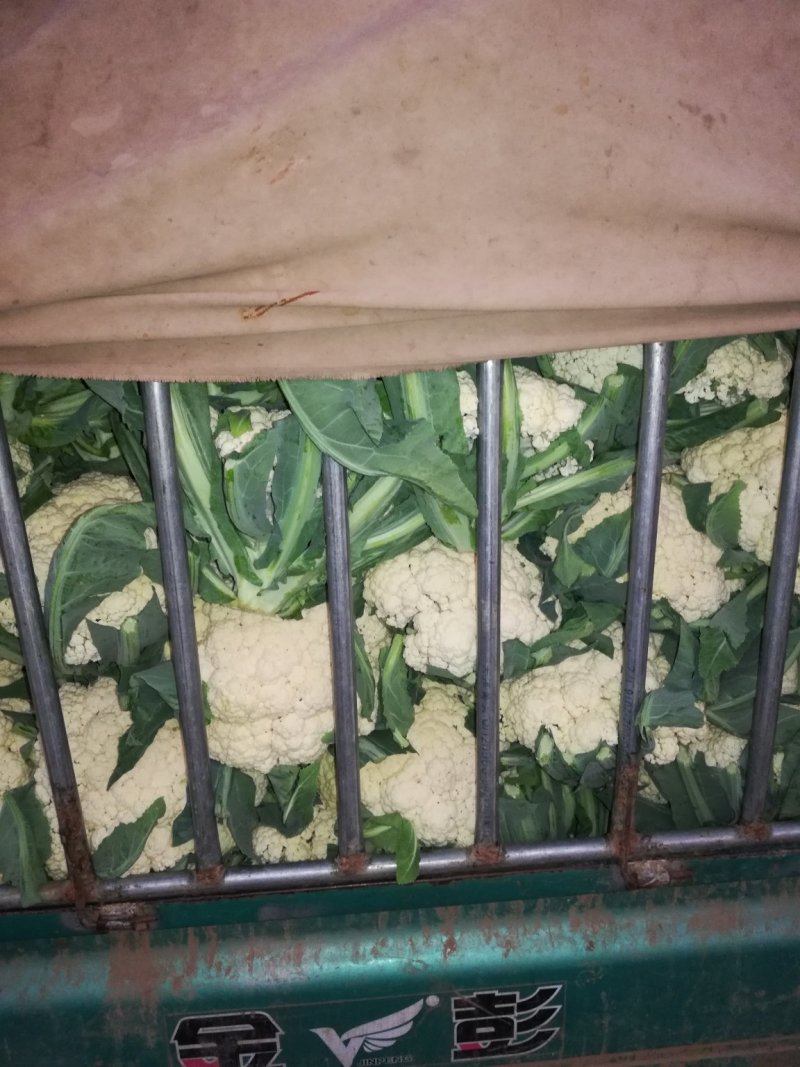 松花，实花，大量上市，价格低廉。
