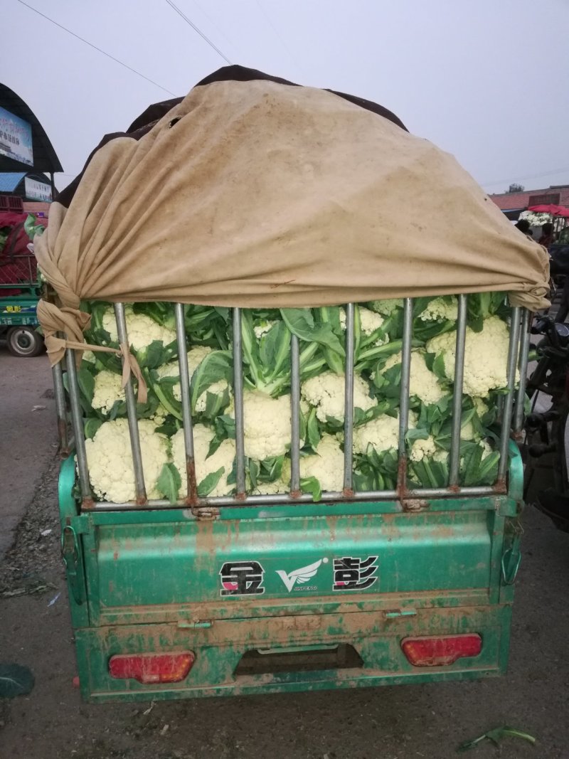松花，实花，大量上市，价格低廉。