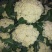 松花，实花，大量上市，价格低廉。