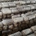 河北平菇菌种原种纯正高产菌棒