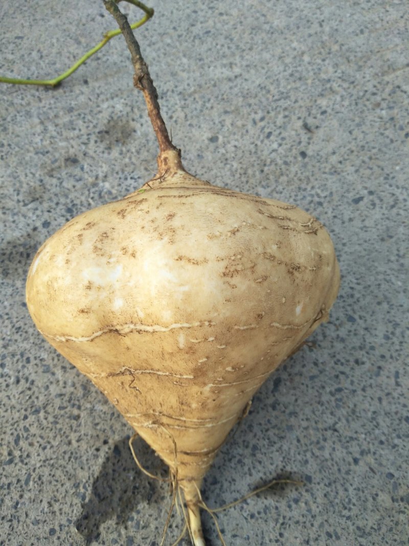 凉薯，皮薄肉嫩化渣，清脆可口