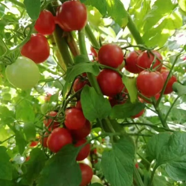 圣女果，粉果小番茄，纯甜，大量上市