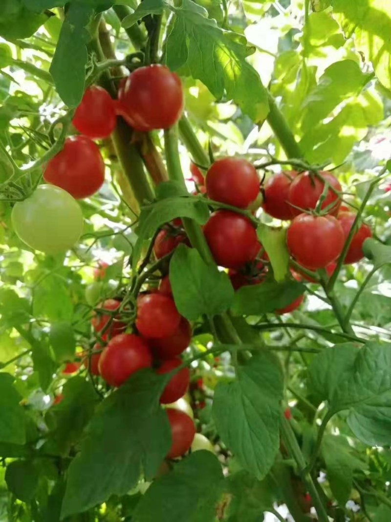 圣女果，粉果小番茄，纯甜，大量上市