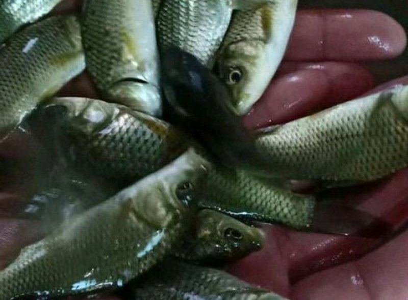 鲤鱼苗，中华建鲤，条形好，品质好，耐运输