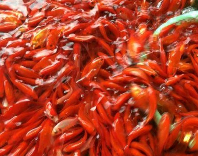鲤鱼苗，中华建鲤，条形好，品质好，耐运输