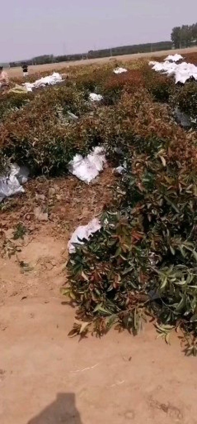 红叶石楠