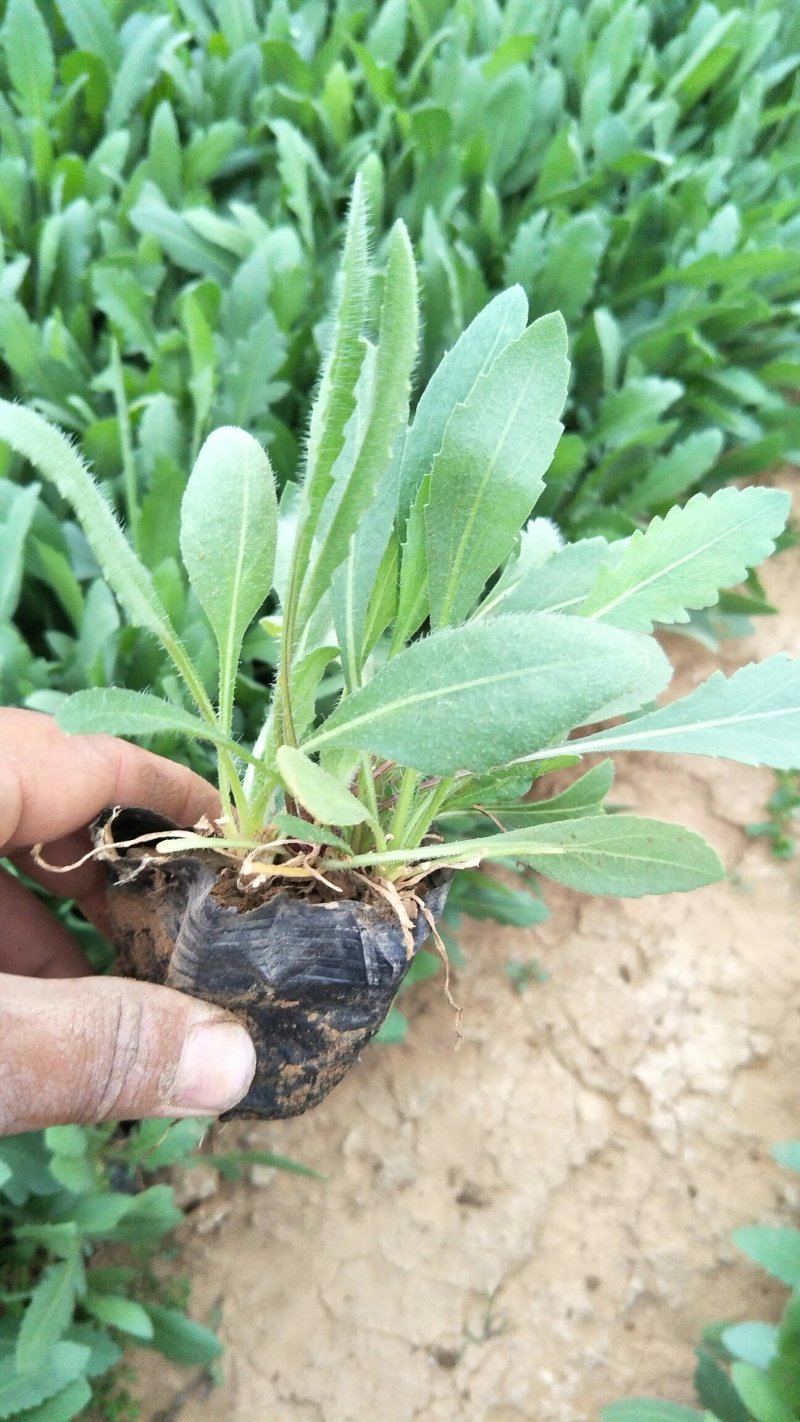 天人菊。基地直供天人菊，金鸡菊，黑心菊，国庆菊，等